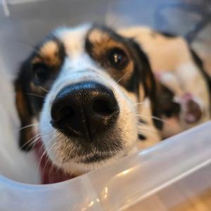 Waffles, Dachshund, Standard Wire Haired, adult, available for adoption