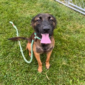 Maple Rose, Shepherd, Australian, adult, available for adoption