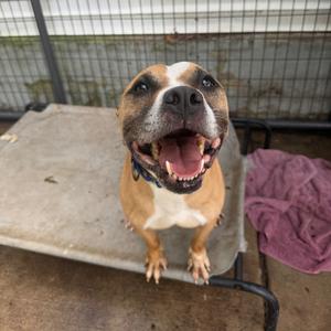 Boogie, Terrier, Pit Bull, adult, available for adoption