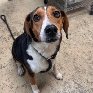 Giselle Mae, Beagle, adult, available for adoption