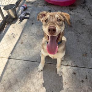 A happy dog with a brown and white coat, sitting on a concrete surface with its tongue out, looking up at the camera.