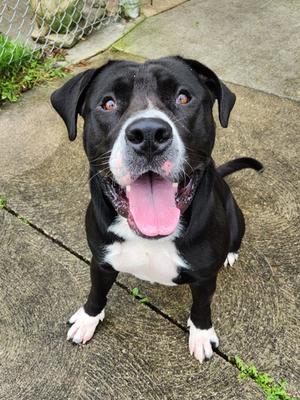 Valentino, Mixed Breed, young, available for adoption