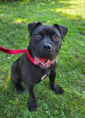 Toro, Cane Corso Mix, young, available for adoption