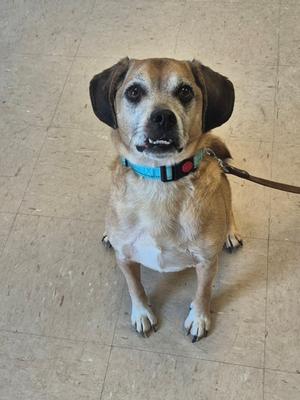 A small brown and white dog with floppy ears sitting on a tiled floor, wearing a blue collar.