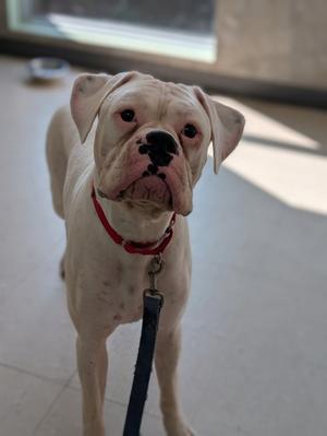 A white dog with a red collar and leash standing on a tiled floor, looking up at the camera.