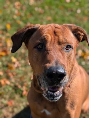 Rasta, Doberman Pinscher and Presa Canario, adult, available for adoption