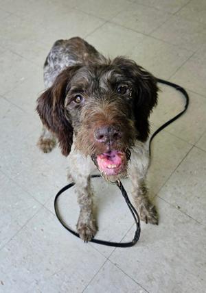 Olive, German Wirehaired Pointer and Wire-haired Pointing Griffon, adult, available for adoption