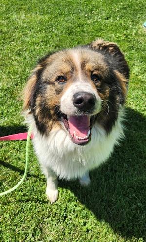 Sumo, Akita Mix, adult, available for adoption