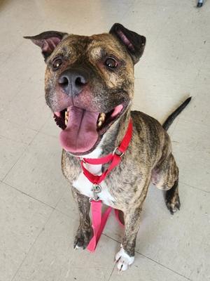 A brindle-colored dog with a red collar and leash, sitting on a tiled floor, looking up with its mouth open and tongue out.