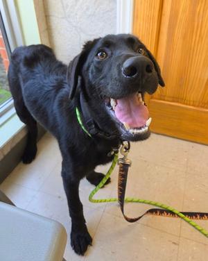 Bear, Labrador Retriever and Shiloh Shepherd, young, available for adoption