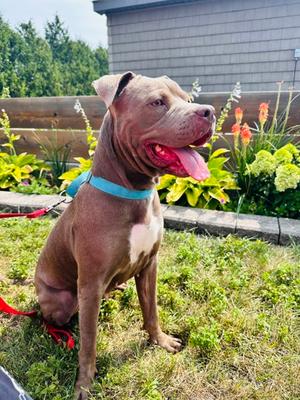 Quincy, Bulldog Mix, adult, available for adoption