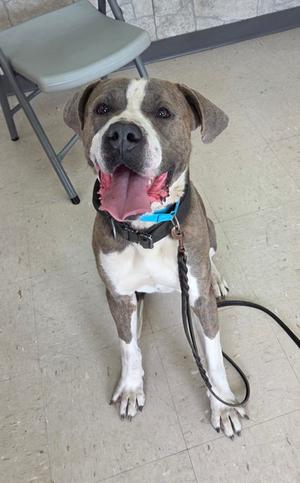 A happy brindle and white dog with a collar and leash sits on a tiled floor in front of a chair.