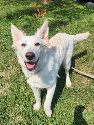 Cream Soda, Mixed Breed, young, available for adoption