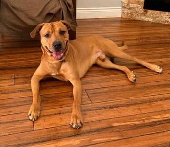 A brown dog lying on a wooden floor with its tongue out, looking happy.