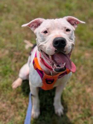 Maple *Underdog*, Dogo Argentino Mix, adult, available for adoption