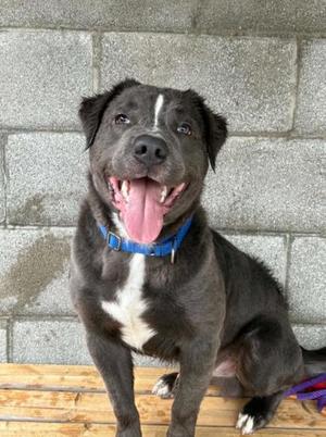 Logan, Mixed Breed, adult, available for adoption