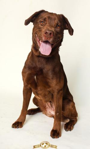 A brown dog sitting on a white background with its tongue out.