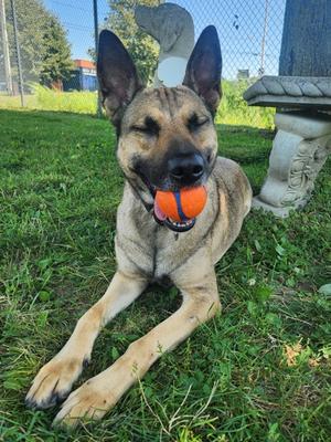 Willow, Belgian Malinois Mix, adult, available for adoption