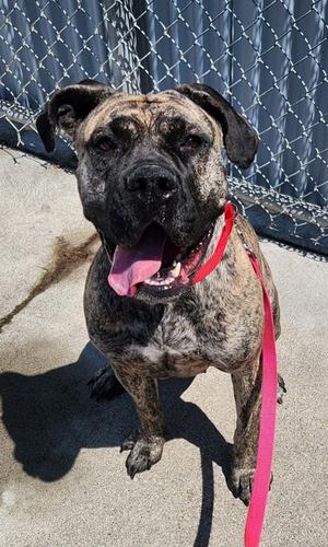 Sage, Mixed Breed, adult, available for adoption