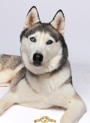 A Siberian Husky with one blue eye and one brown eye, lying down against a white background.