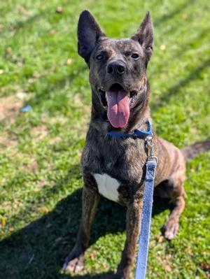 Maxi, Belgian Malinois and Dogo Argentino, young, available for adoption