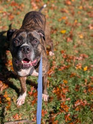 Delilah (2000406222), Mastiff Mix, adult, available for adoption