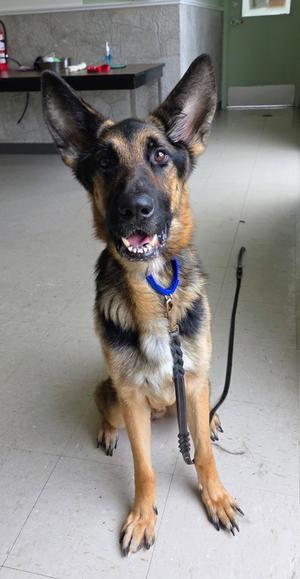 A German Shepherd dog sitting on a tiled floor, wearing a blue collar and leash, with its mouth open and tongue out.