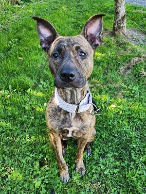 Sailor, Mixed Breed, adult, available for adoption