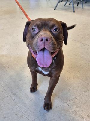 A happy brown dog with its tongue hanging out, standing on a tiled floor and attached to an orange leash.