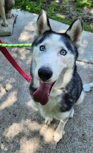 Lucy *Overlooked*, Alaskan Husky Mix, senior, available for adoption