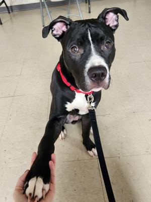 Butch, Mixed Breed, young, available for adoption