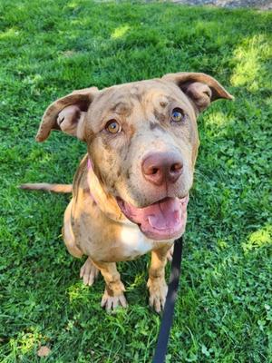 Forest, Mixed Breed, young, available for adoption