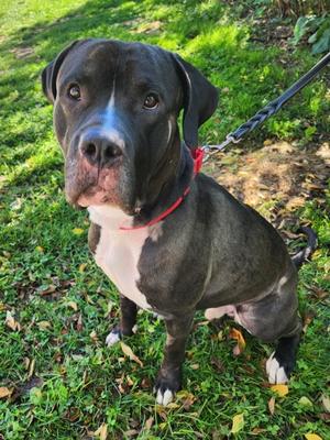 Gourd, Bullmastiff Mix, adult, available for adoption