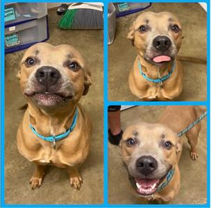 Jet, Pit Bull Terrier, available for adoption