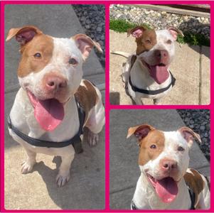 Bridget, Pit Bull Terrier, available for adoption