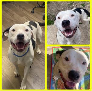 Wrangler, Boxer, available for adoption
