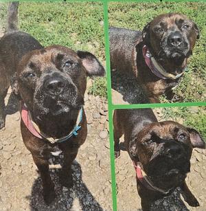 A collage of three photos of a brown dog with a black muzzle, wearing a collar, standing on a dirt path with grass in the background.