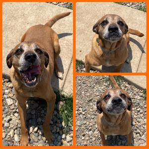 Balto, Hound (Unknown Type), available for adoption