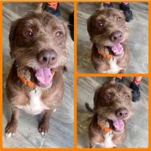 Stuart, Retriever (Unknown Type), available for adoption