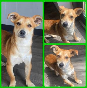 Cheese, Corgi / Chihuahua, available for adoption