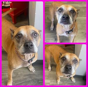 Cheetah, Pit Bull Terrier / Boxer, available for adoption