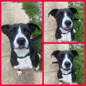 Kash, Pit Bull Terrier, available for adoption