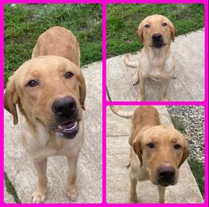 Bailey, Labrador Retriever, available for adoption