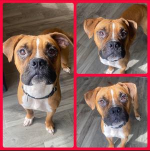 Loki, Boxer, available for adoption