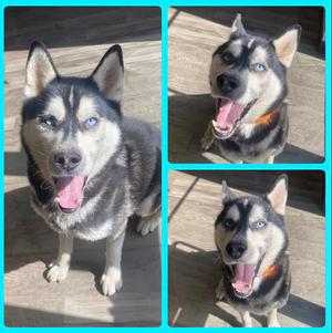 Togo, Siberian Husky, available for adoption