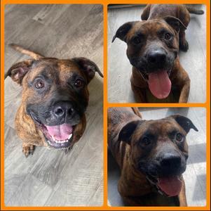 Gravy, Mixed Breed, available for adoption