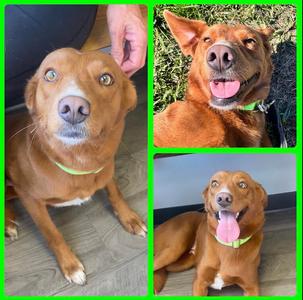 Jade, Labrador Retriever / Collie, available for adoption