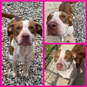 Reba, Boxer, available for adoption