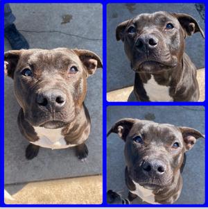 Gunner, Pit Bull Terrier, available for adoption