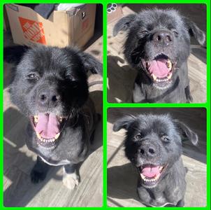 Gus, Mixed Breed, available for adoption